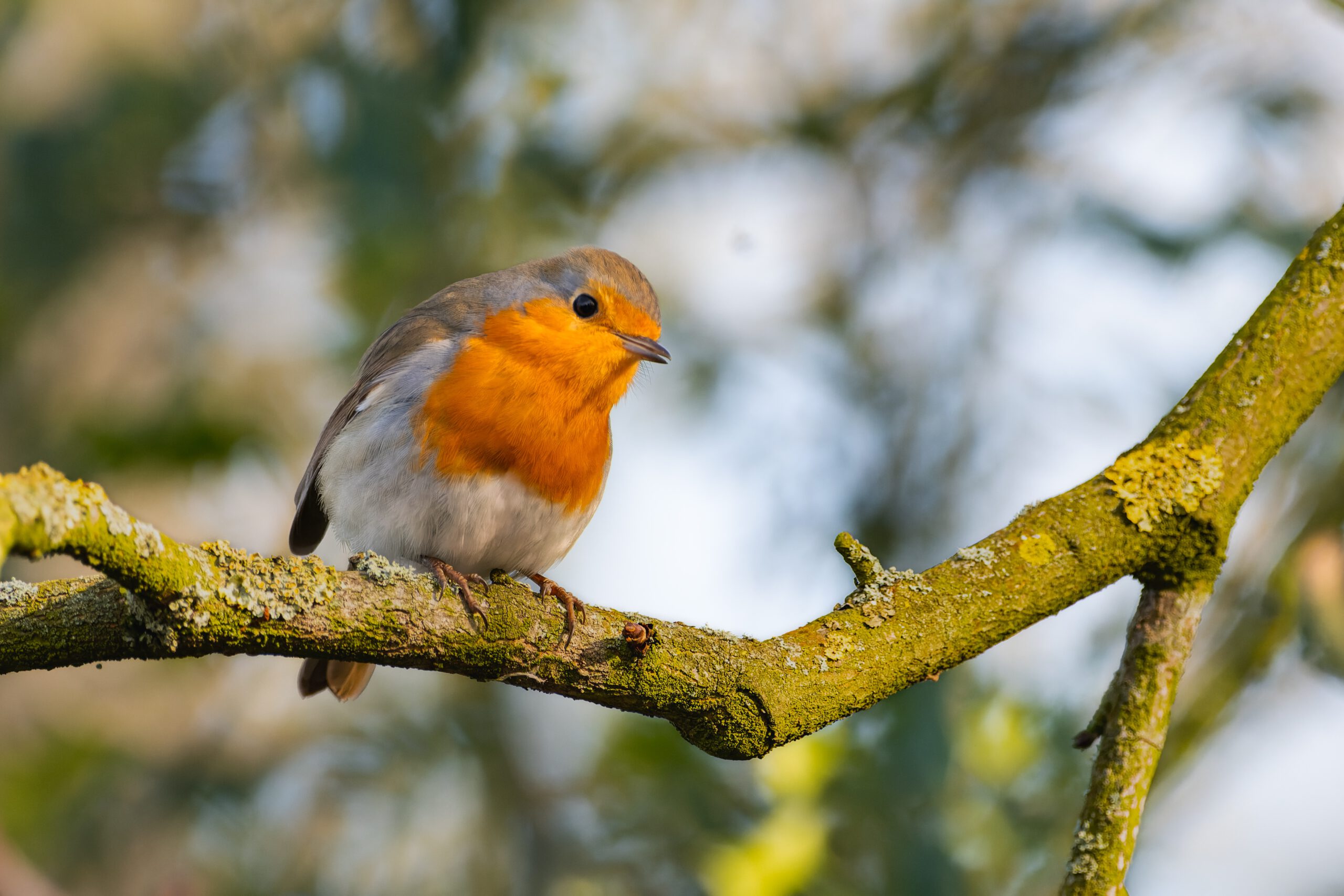 Bird 7792583>